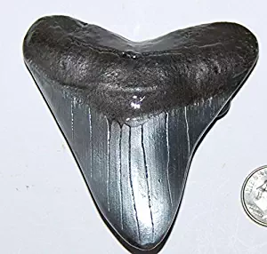 Megalodon Tooth (Replica) Metal Belt Buckle Giant Fossil Shark #431 4o