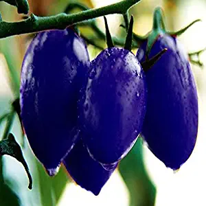 20 Seeds Purple Cherry Tomato Garden Organic Heirloom Fruit Vegetable Plant