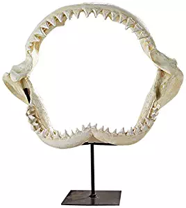 Design Toscano Shark Jaws Jagged Teeth Statue on Display Stand 16 Inch Bone