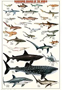 EuroGraphics Laminated Dangerous Sharks of The World Educational Chart Poster Print 24x36