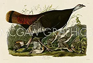 Bruce McGaw Graphics Wild Turkey II by John James Audubon, Art Print Poster 14" x 11"