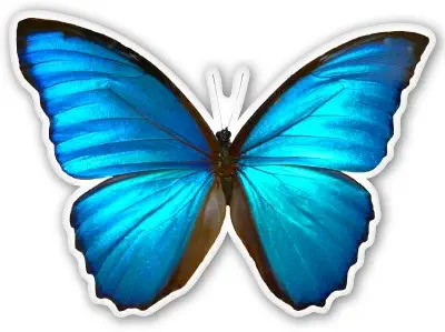 AK Wall Art Blue Morpho Butterfly Beautiful Vinyl Sticker - Car Window Bumper Laptop - Select Size